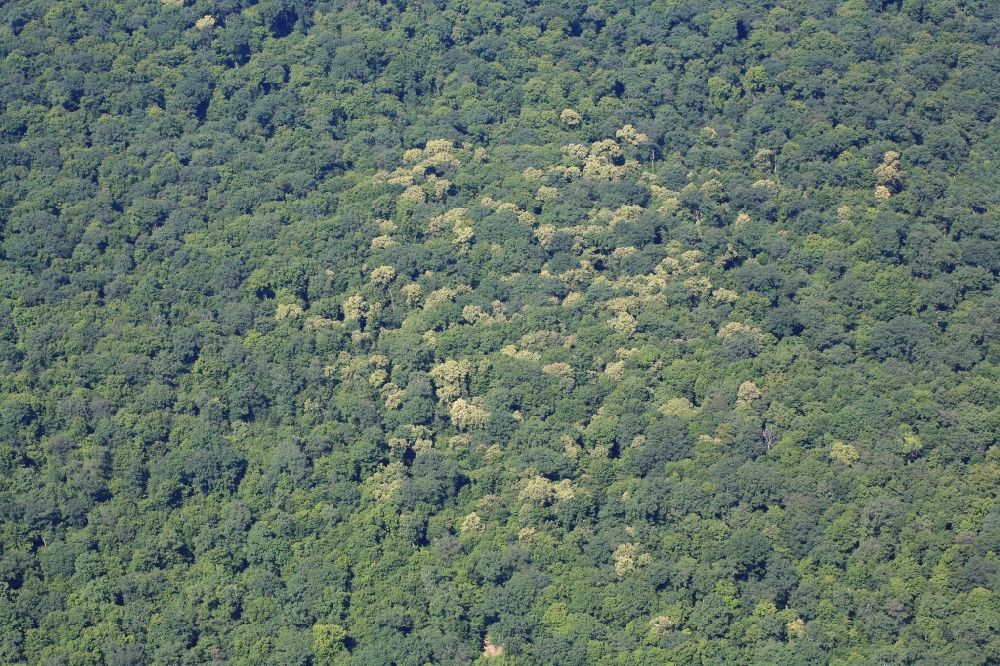 Habsheim von oben - Baumspitzen in einem Waldgebiet bei Habsheim in Frankreich