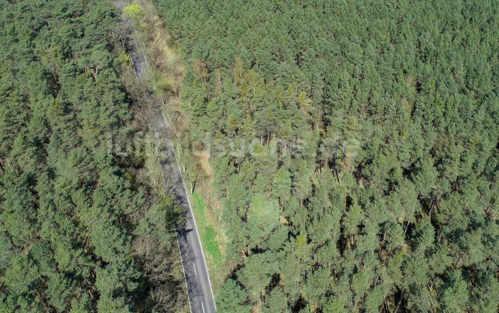 Luftaufnahme Briesen (Mark) - Baumspitzen in einem Waldgebiet in Briesen (Mark) im Bundesland Brandenburg, Deutschland