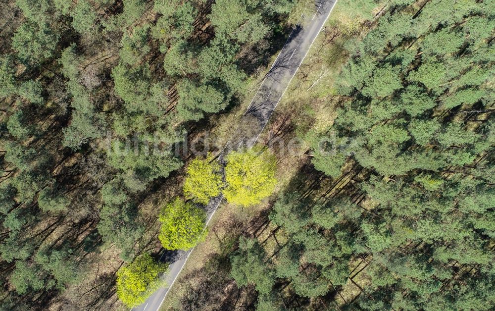 Briesen (Mark) aus der Vogelperspektive: Baumspitzen in einem Waldgebiet in Briesen (Mark) im Bundesland Brandenburg, Deutschland