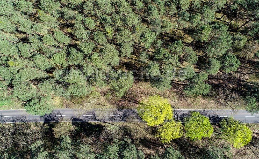 Luftbild Briesen (Mark) - Baumspitzen in einem Waldgebiet in Briesen (Mark) im Bundesland Brandenburg, Deutschland