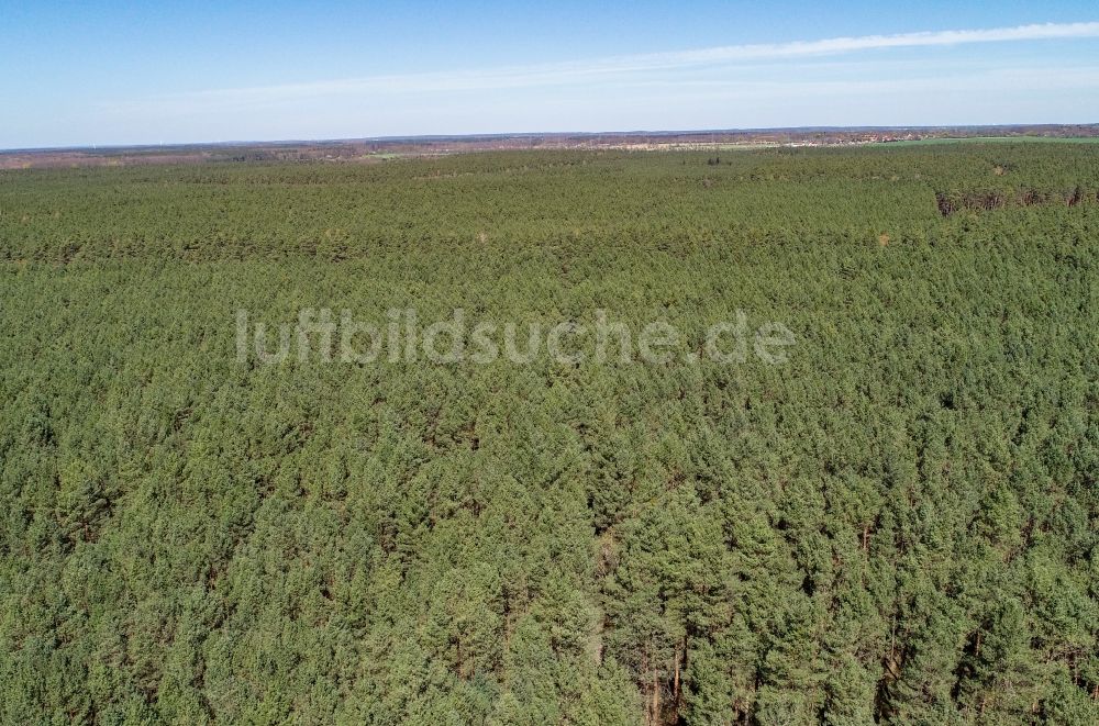 Briesen (Mark) von oben - Baumspitzen in einem Waldgebiet in Briesen (Mark) im Bundesland Brandenburg, Deutschland