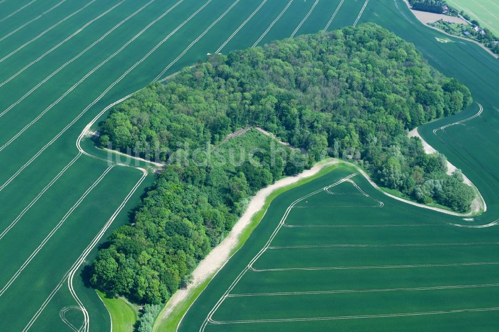 Luftbild Dalberg-Wendelstorf - Baumspitzen in einem Waldgebiet in Dalberg-Wendelstorf im Bundesland Mecklenburg-Vorpommern, Deutschland
