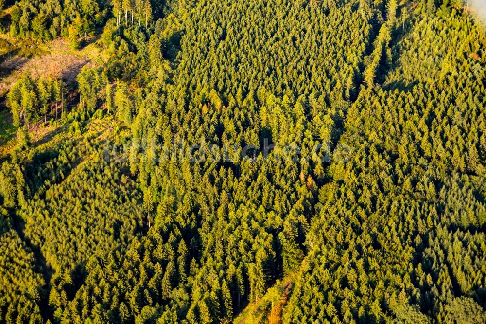 Eslohe (Sauerland) aus der Vogelperspektive: Baumspitzen in einem Waldgebiet in Eslohe (Sauerland) im Bundesland Nordrhein-Westfalen, Deutschland