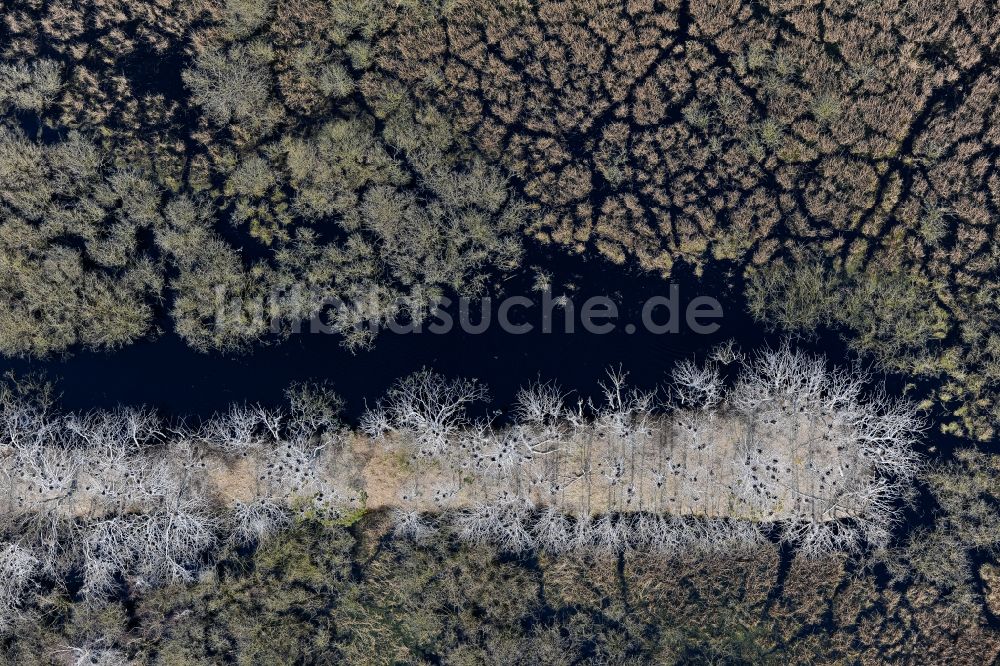 Luftaufnahme Peenemünde - Baumspitzen in einem Waldgebiet am Flugplatz in Peenemünde im Bundesland Mecklenburg-Vorpommern, Deutschland