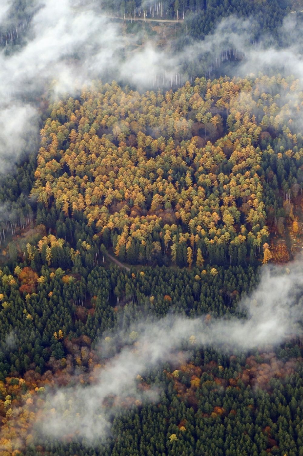 Forstenrieder Park von oben - Baumspitzen in einem Waldgebiet mit herbstlichen Farben in Forstenrieder Park im Bundesland Bayern, Deutschland