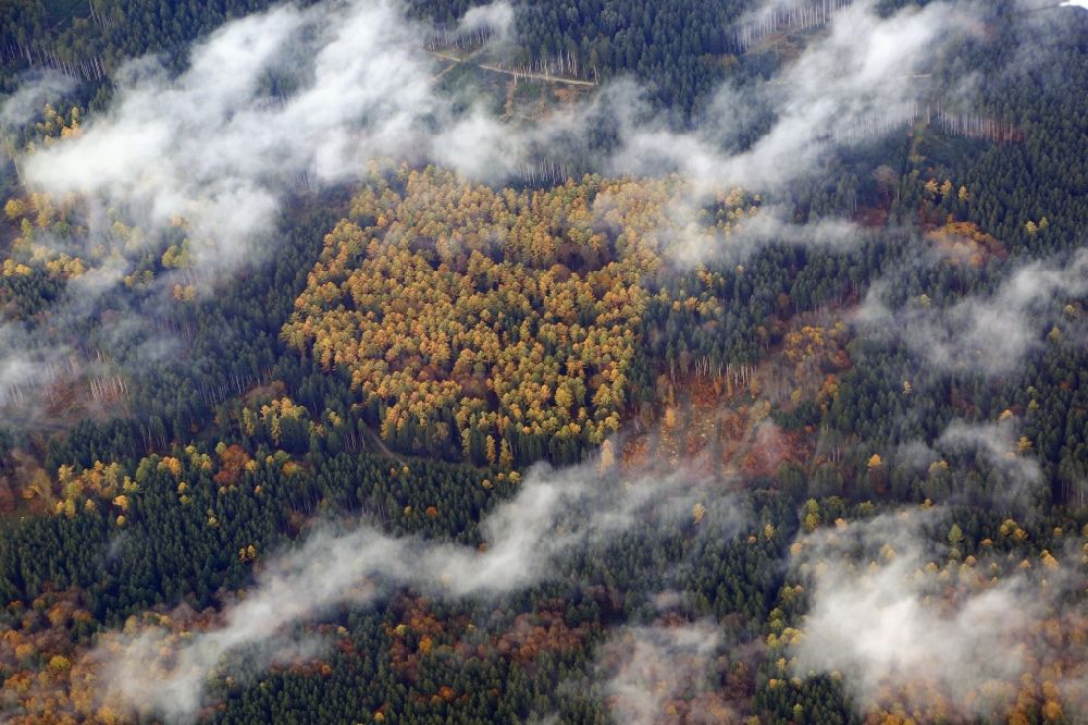 Forstenrieder Park aus der Vogelperspektive: Baumspitzen in einem Waldgebiet mit herbstlichen Farben in Forstenrieder Park im Bundesland Bayern, Deutschland