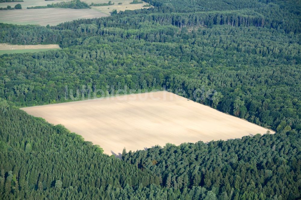 Luftbild Hörselberg-Hainich - Baumspitzen in einem Waldgebiet in Hörselberg-Hainich im Bundesland Thüringen