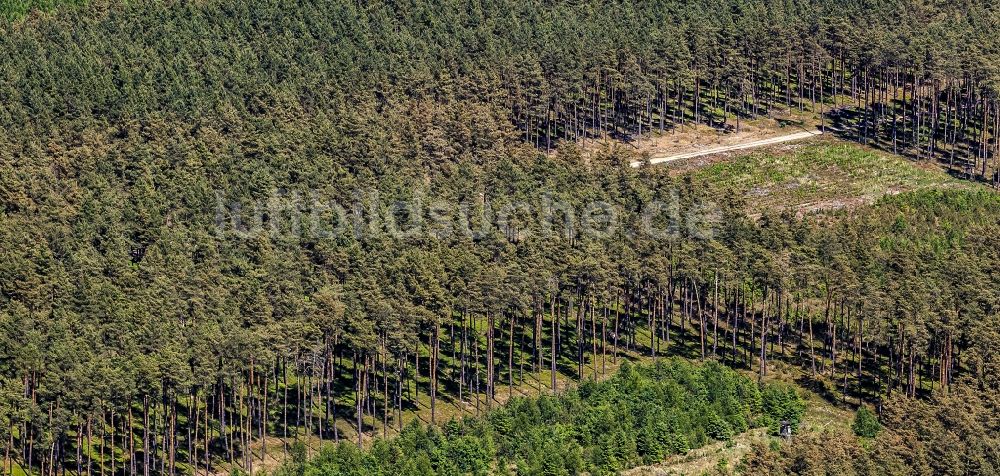 Luftaufnahme Löwenberger Land - Baumspitzen in einem Waldgebiet in Löwenberger Land im Bundesland Brandenburg