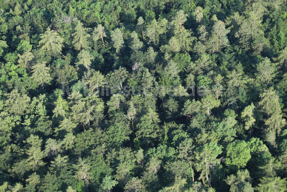 Plaue aus der Vogelperspektive: Baumspitzen in einem Waldgebiet in Plaue im Bundesland Thüringen, Deutschland