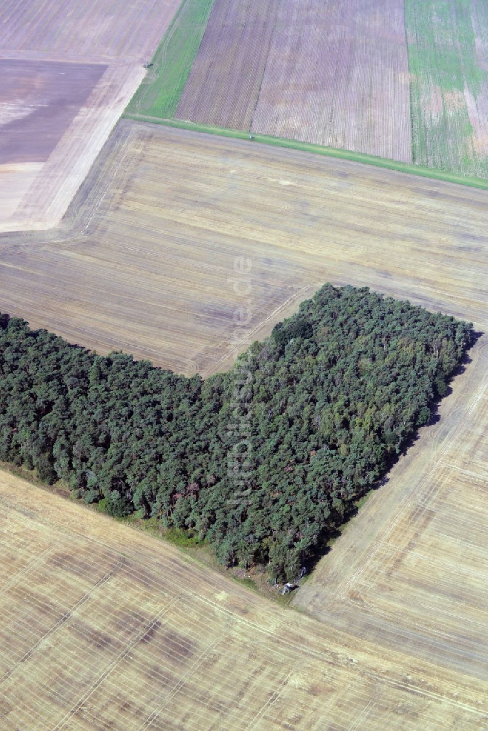 Rabenstein/Fläming von oben - Baumspitzen in einem Waldgebiet in Rabenstein/Fläming im Bundesland Brandenburg