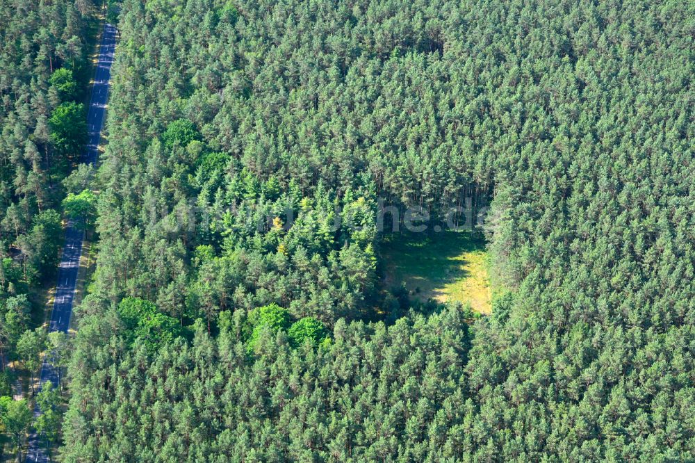 Luftaufnahme Ruhlsdorf - Baumspitzen in einem Waldgebiet in Ruhlsdorf im Bundesland Brandenburg, Deutschland