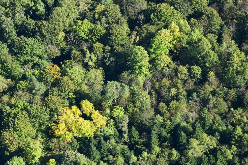 Luftaufnahme Lörrach - Baumspitzen in Herbstfarben in einem Waldgebiet bei Lörrach im Bundesland Baden-Württemberg, Deutschland