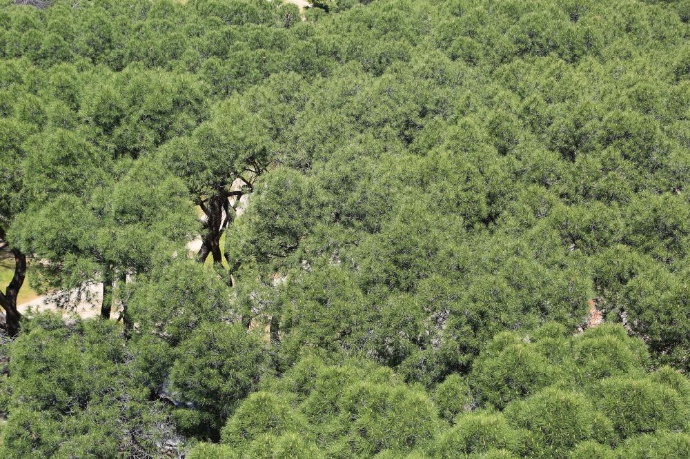 Luftaufnahme Madrid - Baumspitzen südländischer Bäume im Park und Naherholungsgebiet Casa de Campo in Madrid in Comunidad de Madrid, Spanien