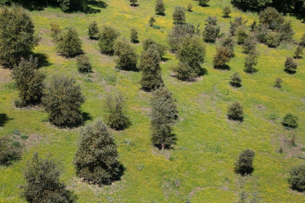 Madrid von oben - Baumspitzen südländischer Bäume im Park und Naherholungsgebiet Casa de Campo in Madrid in Comunidad de Madrid, Spanien