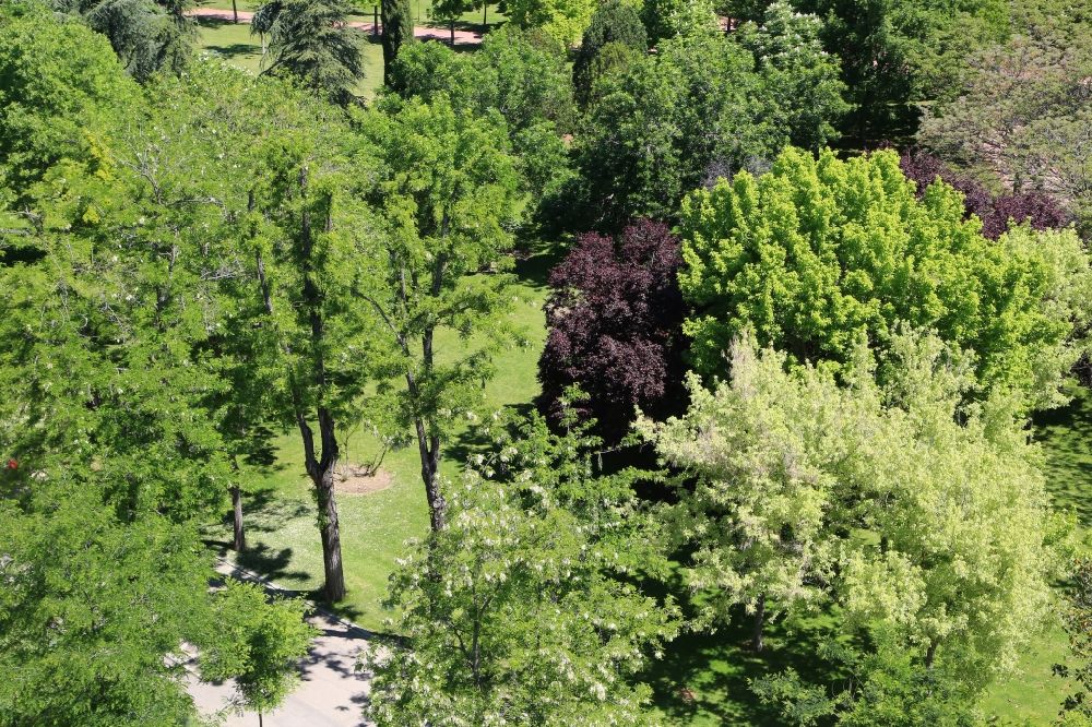 Luftbild Madrid - Baumspitzen südländischer Bäume im Parque de la Bombilla, einem Stadtpark mit Waldgebiet in Madrid in Comunidad de Madrid, Spanien