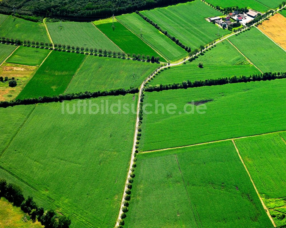 Luftaufnahme Ihringen OT Wasenweiler - Baumstrukturen bei Wasenweiler in Ihringen im Bundesland Baden-Württemberg
