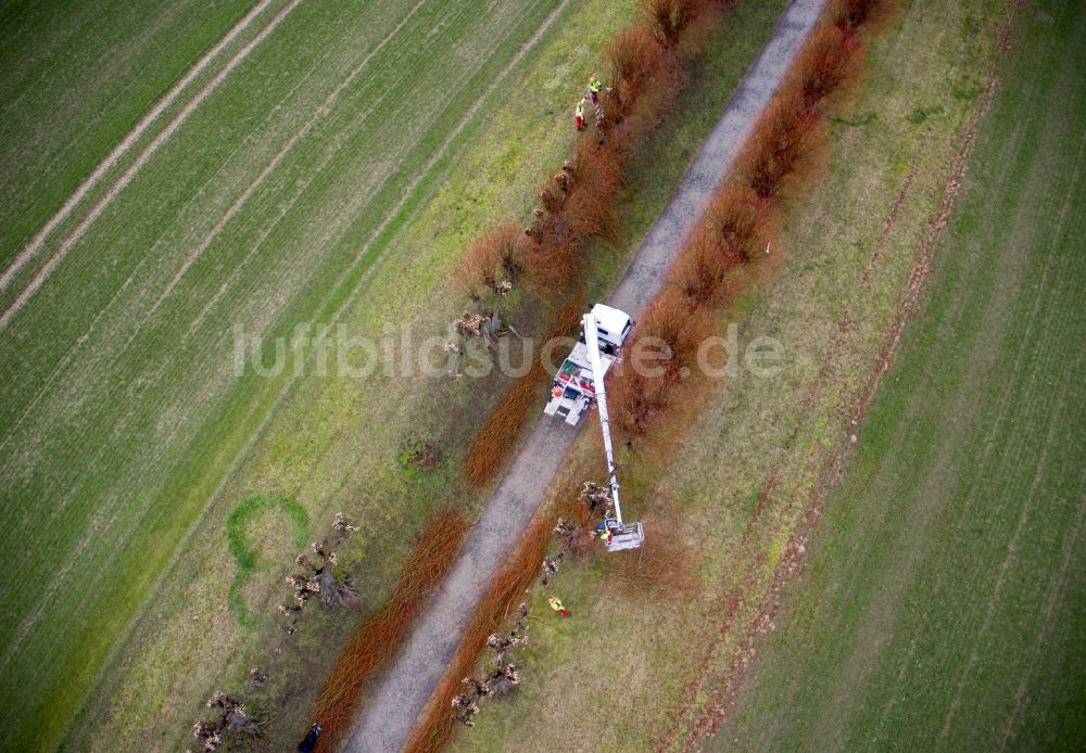 Luftaufnahme Klütz - Beschnitt einer Baumreihe an einem Feldrand in Klütz im Bundesland Mecklenburg-Vorpommern, Deutschland