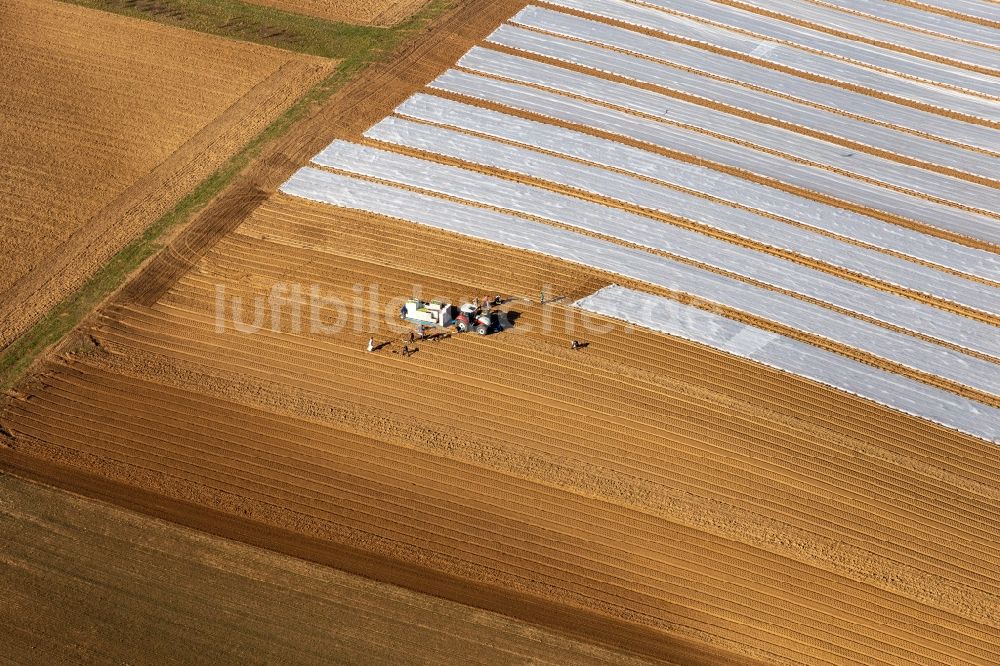 Luftaufnahme Freckenfeld - Bestellung landwirtschaftlicher Felder zur Planzung von Salatstecklingen in Freckenfeld im Bundesland Rheinland-Pfalz, Deutschland