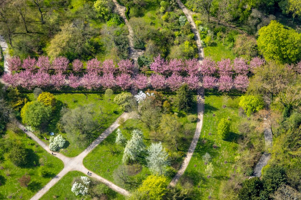 Luftbild Dortmund - Blattaustrieb mit Kirschblütenallee im Rombergpark in Dortmund im Bundesland Nordrhein-Westfalen, Deutschland