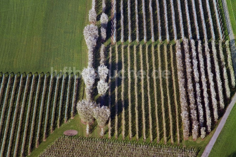Luftbild Meckenbeuren - Blühende Baumreihen einer Obstanbau- Plantage auf einem Feld in Meckenbeuren im Bundesland Baden-Württemberg, Deutschland