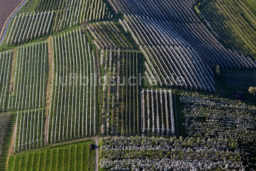 Luftaufnahme Meckenbeuren - Blühende Baumreihen einer Obstanbau- Plantage auf einem Feld in Meckenbeuren im Bundesland Baden-Württemberg, Deutschland