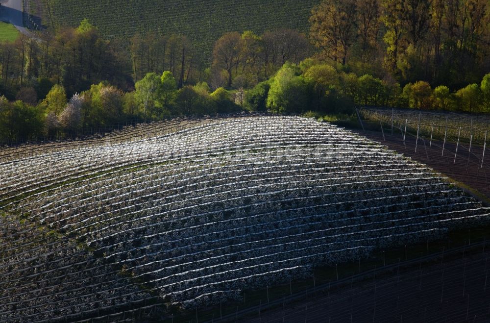 Meckenbeuren von oben - Blühende Baumreihen einer Obstanbau- Plantage auf einem Feld in Meckenbeuren im Bundesland Baden-Württemberg, Deutschland