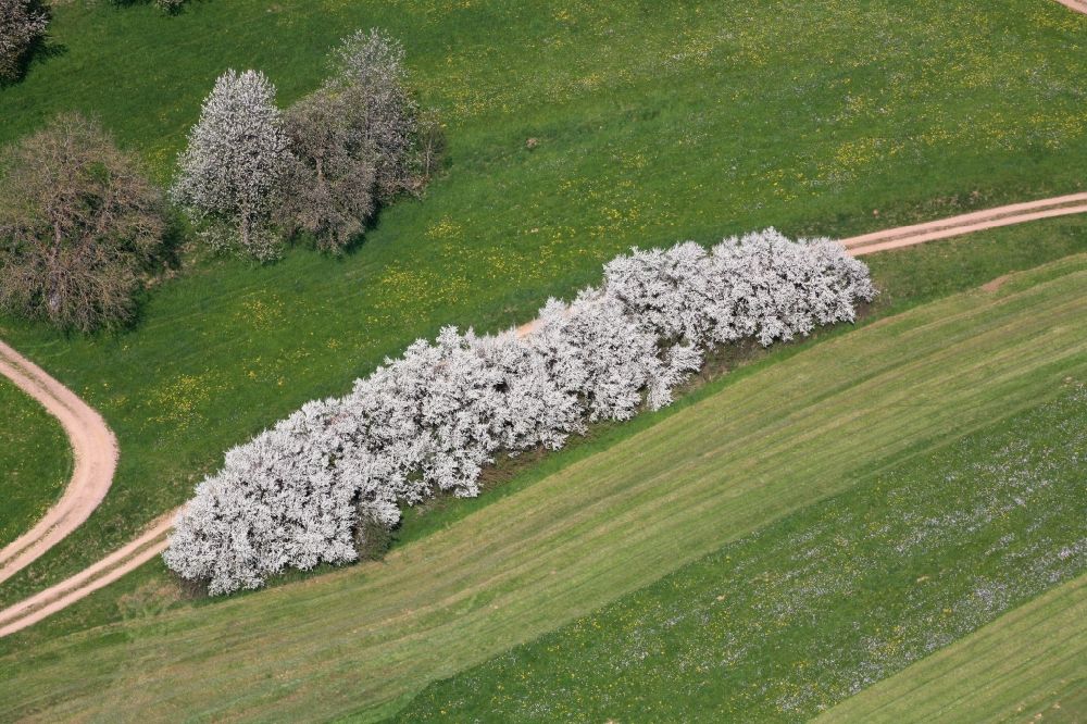 Luftaufnahme Hasel - Blühende Hecke an einem Feldrand in Hasel im Bundesland Baden-Württemberg