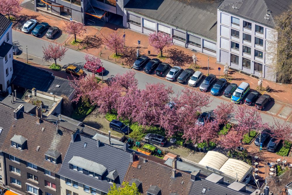 Witten aus der Vogelperspektive: Blühende Kirschbäume an der Heilenstraße in Witten im Bundesland Nordrhein-Westfalen, Deutschland
