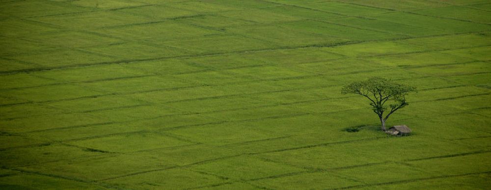 Luftaufnahme San Fernando - Blick über Reisfelder und Bäume