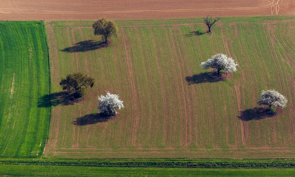 Bamberg aus der Vogelperspektive: Blick auf landwirtschaftliche Felder mit Bäumen in Bamberg im Bundesland Bayern