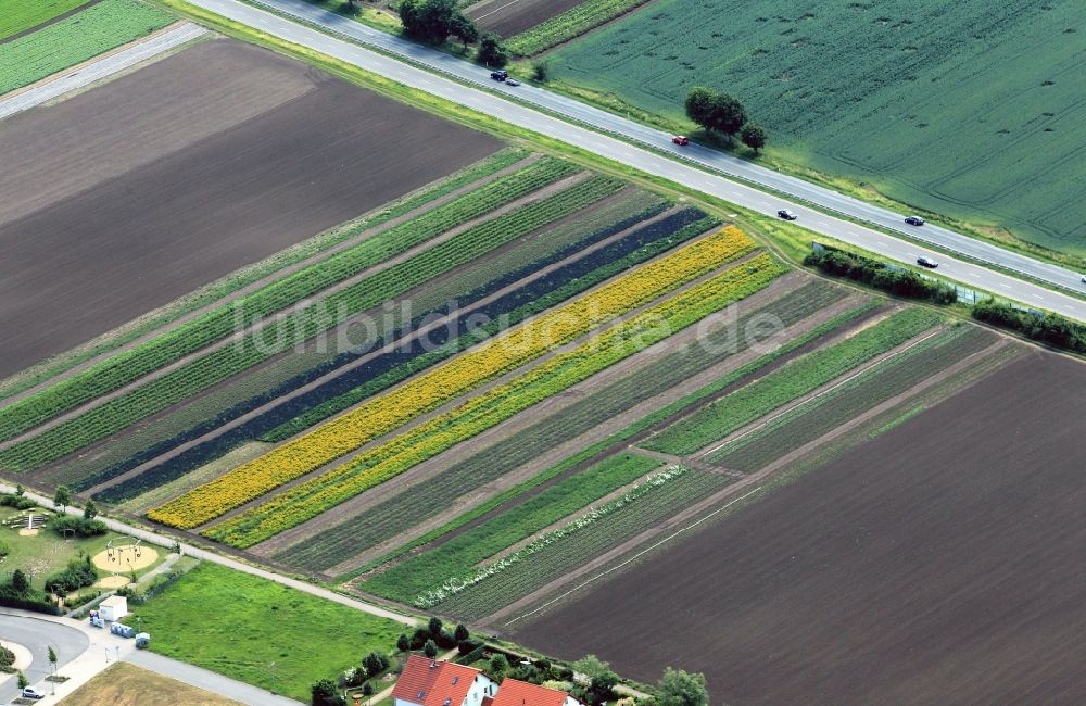 Erfurt aus der Vogelperspektive: Blumenfelder in Erfurt im Bundesland Thüringen