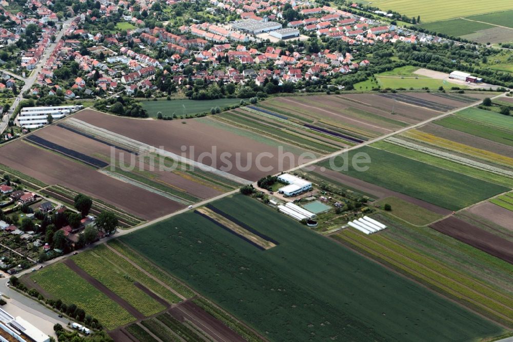Luftbild Erfurt - Blumenfelder in Erfurt im Bundesland Thüringen