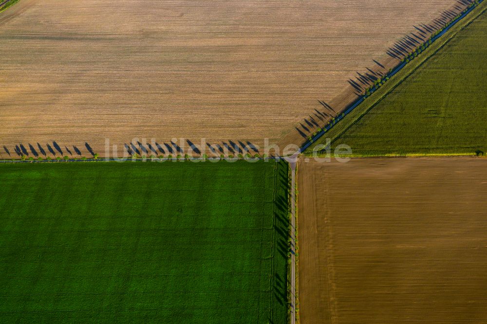 Ostrau aus der Vogelperspektive: Bäume mit Schattenbildung durch Lichteinstrahlung auf einem Feld in Ostrau im Bundesland Sachsen-Anhalt, Deutschland