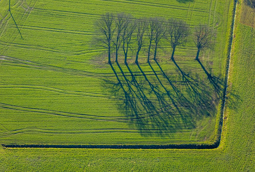Selm aus der Vogelperspektive: Bäume mit Schattenbildung durch Lichteinstrahlung auf einem Feld in Selm im Bundesland Nordrhein-Westfalen, Deutschland