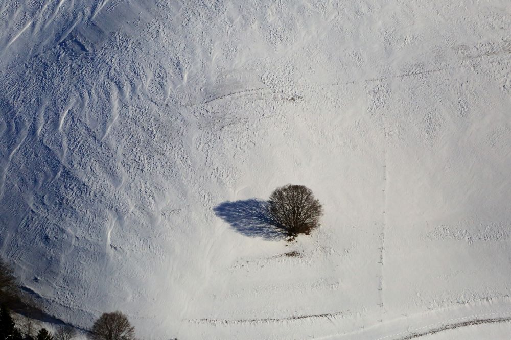 Schopfheim aus der Vogelperspektive: Bäume mit Schattenbildung auf einem schneebedeckten Feld in Schopfheim im Bundesland Baden-Württemberg