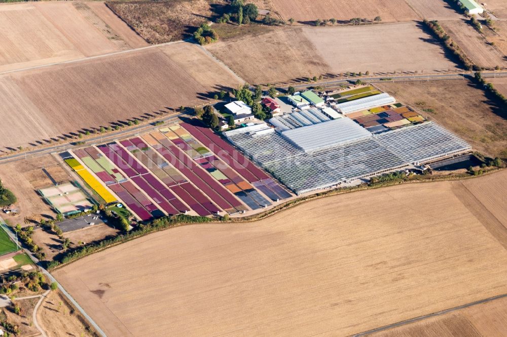 Luftbild Hergershausen - Bunte Beet- Reihen auf einem Feld und Gewächshäuser zur Blumenzucht in Hergershausen im Bundesland Hessen, Deutschland