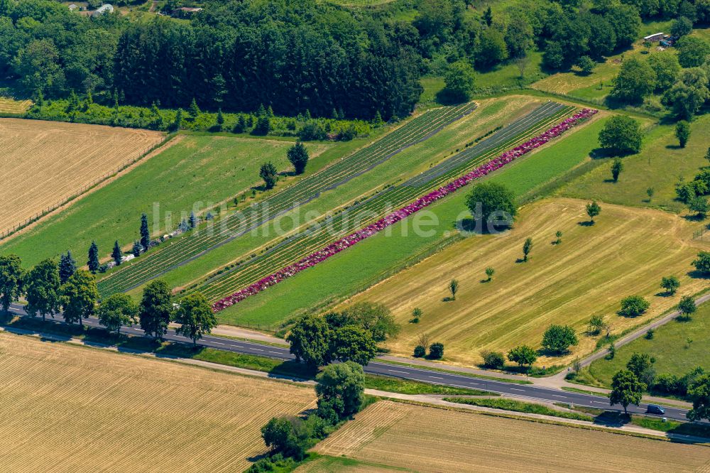 Luftaufnahme Kippenheim - Bunte Beet- Reihen auf einem Feld zur Blumenzucht an der Bundestrasse 3 in Kippenheim im Bundesland Baden-Württemberg, Deutschland