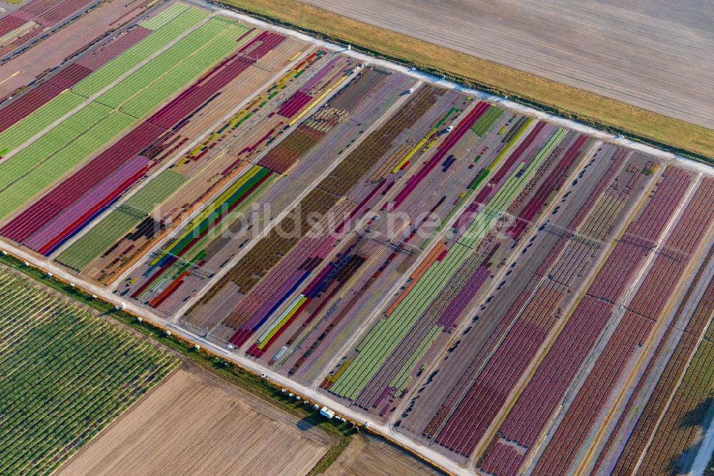 Luftaufnahme Durrenbach - Bunte Beet- Reihen auf einem Feld zur Blumenzucht von Ferme Brandt Arbogast Morsbronn in Durrenbach in Grand Est, Frankreich