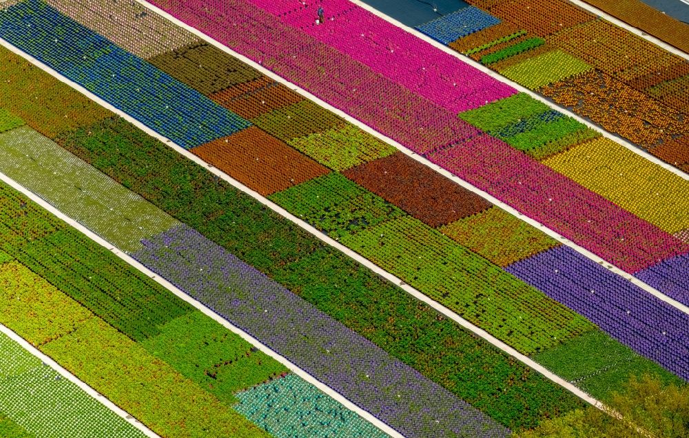 Luftaufnahme Nordkirchen - Bunte Beet- Reihen auf einem Feld zur Blumenzucht an der Neuen Nordkirchener Straße in Nordkirchen im Bundesland Nordrhein-Westfalen