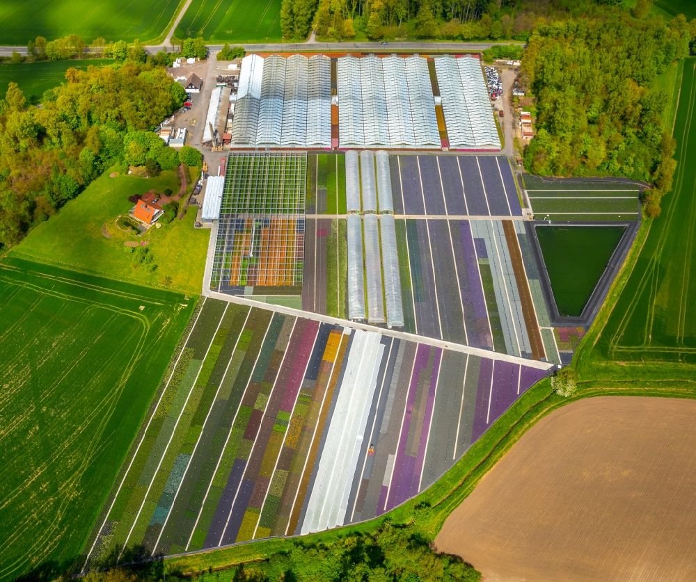 Luftbild Nordkirchen - Bunte Beet- Reihen auf einem Feld zur Blumenzucht an der Neuen Nordkirchener Straße in Nordkirchen im Bundesland Nordrhein-Westfalen