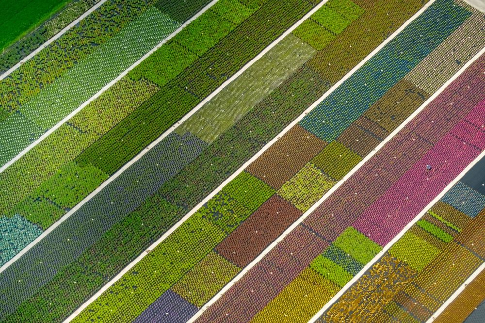 Luftaufnahme Nordkirchen - Bunte Beet- Reihen auf einem Feld zur Blumenzucht an der Neuen Nordkirchener Straße in Nordkirchen im Bundesland Nordrhein-Westfalen