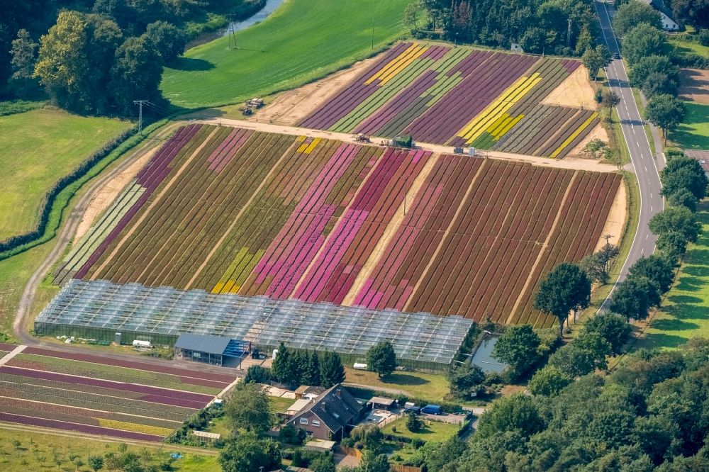 Luftaufnahme Isselburg - Bunte Beet- Reihen auf einem Feld zur Blumenzucht für Tulpen in Isselburg im Bundesland Nordrhein-Westfalen, Deutschland