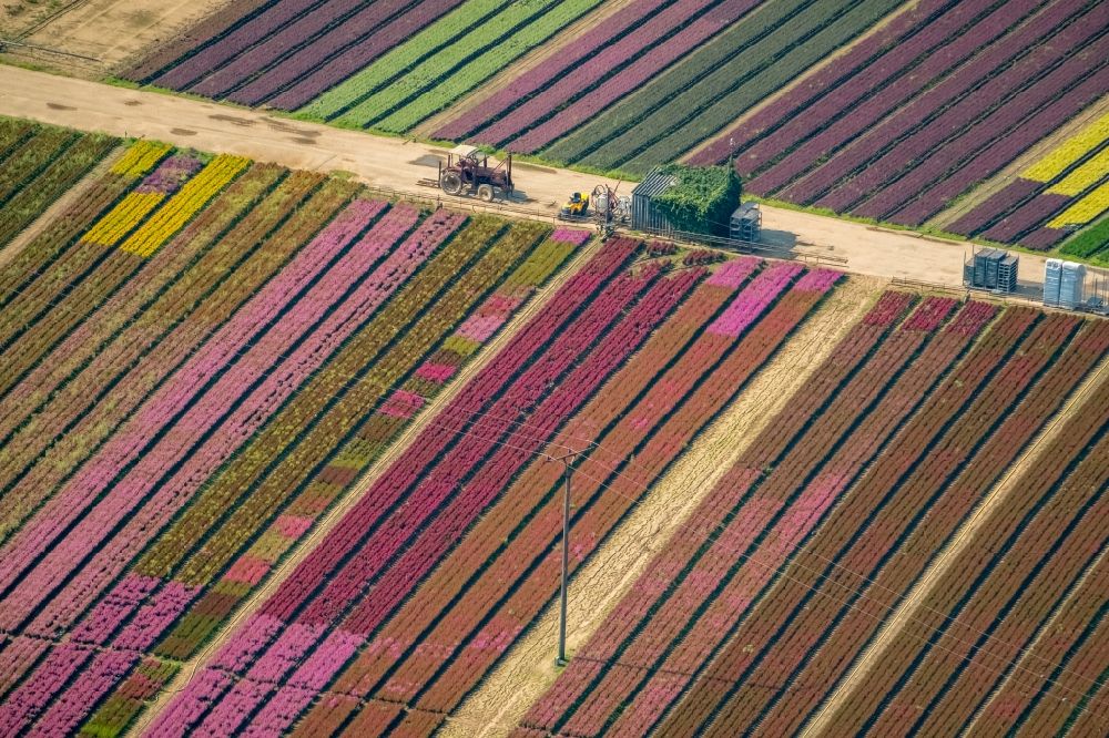 Isselburg aus der Vogelperspektive: Bunte Beet- Reihen auf einem Feld zur Blumenzucht für Tulpen in Isselburg im Bundesland Nordrhein-Westfalen, Deutschland