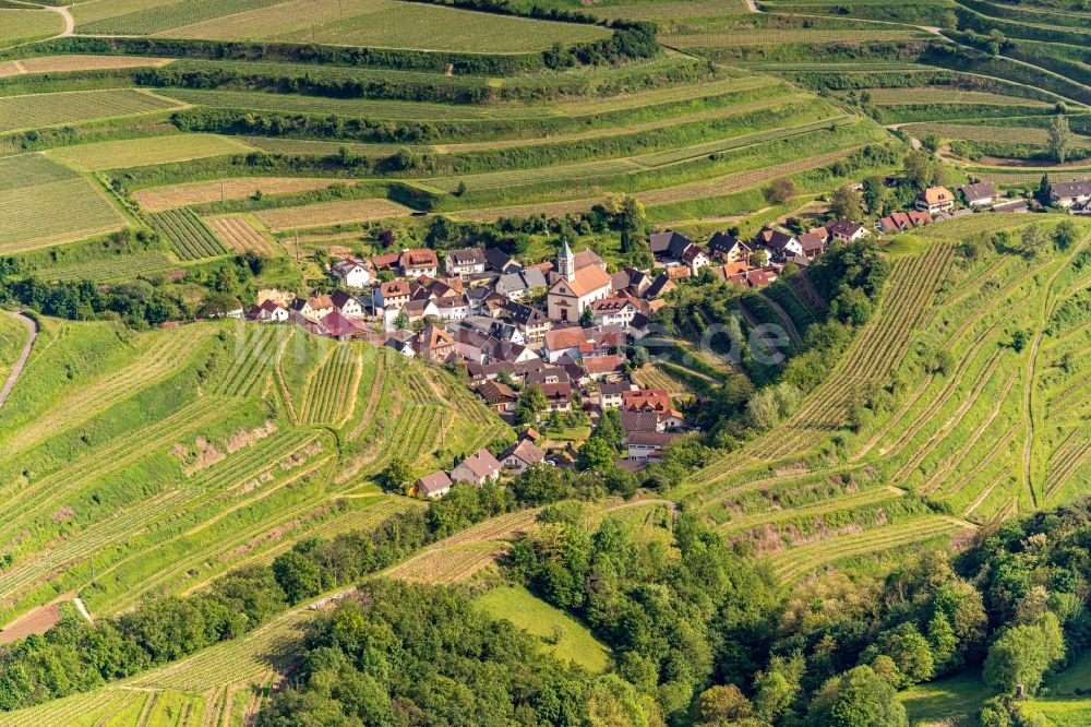 Luftaufnahme Vogtsburg im Kaiserstuhl - Dorf - Ansicht am Rande von Feldern in Schelingen im Bundesland Baden-Württemberg, Deutschland