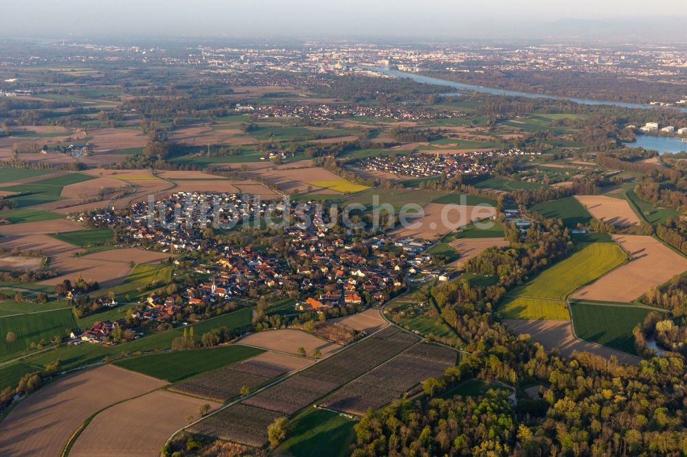 Luftaufnahme Diersheim - Dorfkern an den Fluss- Uferbereichen des Rhein in Diersheim im Bundesland Baden-Württemberg, Deutschland
