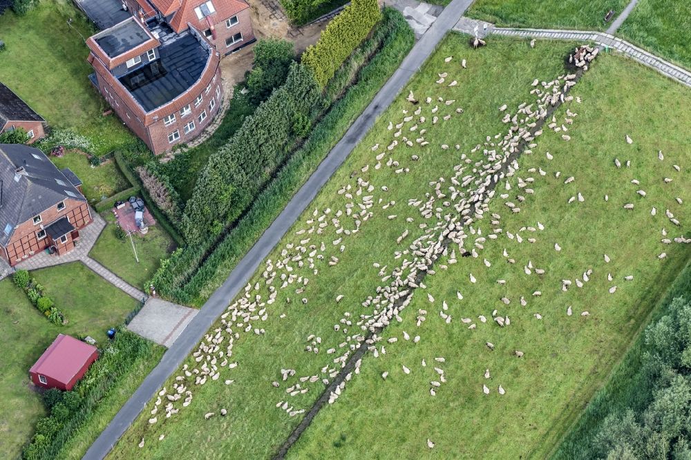 Drochtersen aus der Vogelperspektive: Elbdeich mit Schafen in Drochtersen im Bundesland Niedersachsen, Deutschland