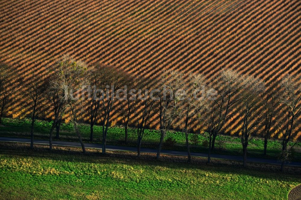 Großwoltersdorf aus der Vogelperspektive: Entlaubte Baumreihen an einem Feldrand bei Großwoltersdorf im Bundesland Brandenburg
