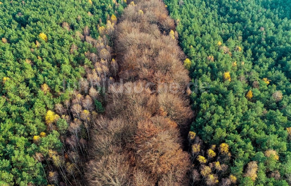 Luftaufnahme Sieversdorf - Entlaubte kahle Baumspitzen in einem Waldgebiet in Sieversdorf im Bundesland Brandenburg, Deutschland