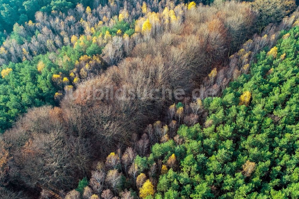 Sieversdorf aus der Vogelperspektive: Entlaubte kahle Baumspitzen in einem Waldgebiet in Sieversdorf im Bundesland Brandenburg, Deutschland