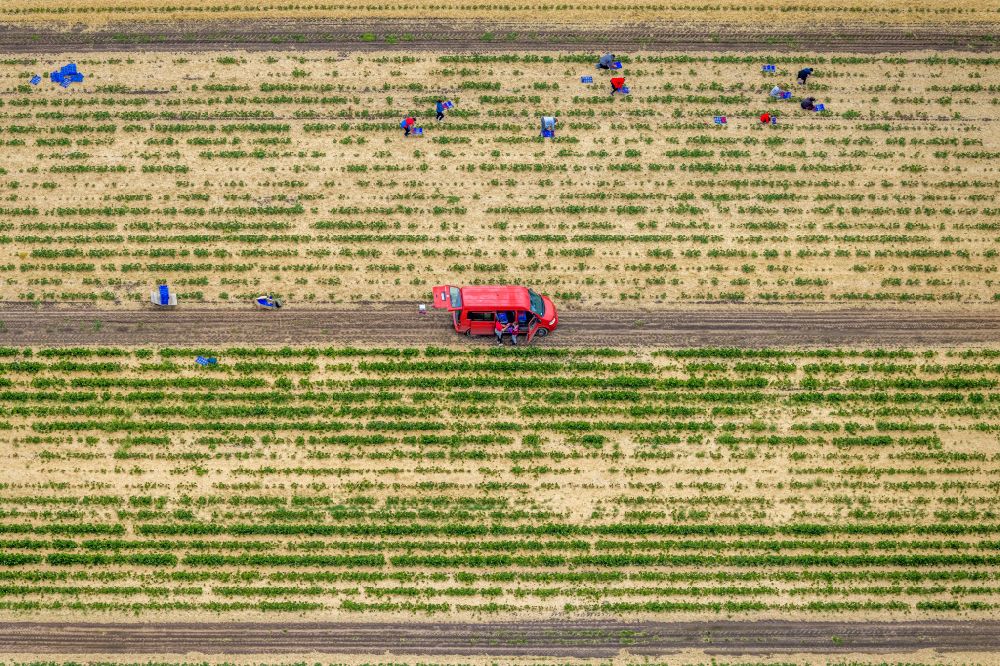 Barkenberg aus der Vogelperspektive: Erdbeer- Ernte auf landwirtschaftlichen Feld- Reihen in Barkenberg im Bundesland Nordrhein-Westfalen, Deutschland